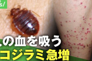 【悲報】日本人さん、トコジラミ（南京虫）に敗北?