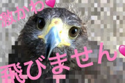 【動画】タカが人間に懐いた結果‥‥