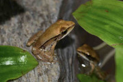ワン！と鳴くカエル繁殖に初成功