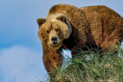 ヒグマに合ったら死んだふり。クロクマに合ったら逃げる。対処法を間違えると死ぬ。これマメな