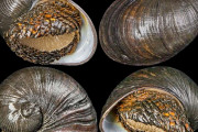 鉄の殻を持つ巻き貝「スケーリーフット」、硫化鉄をまとう仕組みついに解明！