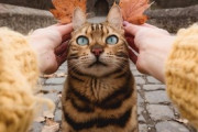 【ねこ画像】自分のベッドを人間に取られてしまった猫さん…何とかしてよというお顔ですwww