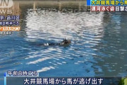 大井競馬場でまた馬が脱走