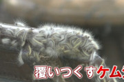 【北海道】白いケムシ、大量発生ｗｗｗｗｗ