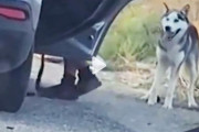 道端で捨てられたハスキー犬、車で去る飼い主の後を必死に追いかける動画が拡散され話題に(´;ω;`)