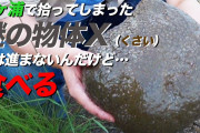 ダム湖にゼリー状の生物、大きいものは８０センチ超　その正体は
