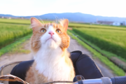 猫が礼儀正しくお手をする動画が可愛くて癒される　海外の反応