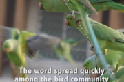 毎日6000羽のインコにエサをあげる男性は「Tsunami」にも負けない！ 海外の反応