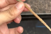 【動画】「自分は枝である」と完全に自己暗示をかけている虫。