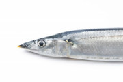 さんま、ガチで高級魚に