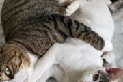 「ノックしてほしいニャ……」　イチャイチャを見られて気まずそうな猫たちが面白かわいい