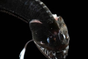 可視光を吸収99.5％超吸収する「真っ黒」な深海魚を16種発見…人工素材に応用期待！