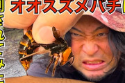 【狂気】生物専門家YouTuber「オオスズメバチに刺されてみたｗ」