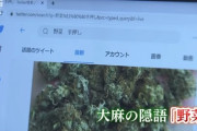 【悲報画像】日本の大麻汚染、ヤバすぎる