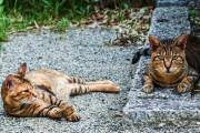 なくならない猫の殺処分　「少しも苦しまないで」　動物愛護管理センターの職員は祈るように機械を動かす【鹿児島】