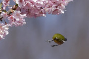 【話題】猿も木から、ならぬ...　桜の枝からポロンと落ちるメジロを捉えた一枚にビックリ