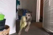 犬がオモチャを咥えて家の中に入ってきた。まて泥棒～！ → 追いかける犬、必死です…