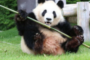 【悲報】パンダ、アドベンチャーワールドに続き上野の2頭も来年2月に返還　日本のパンダが0に