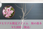 さくら学院☆メモリアルアイテム『桜の苗木』発売