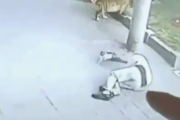 【動画】頭上にネコが落ちてきた男性、死亡