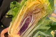 カラフルな白菜が誕生、21年にも市民の食卓へ―中国