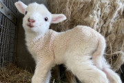 【画像】羊の赤ちゃん、かわいすぎる