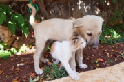 母を失った子犬、シリアのキャットマンに救われ、猫の聖地で幸せな生活を取り戻す