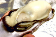 ワイ「生牡蠣まっず」お前ら「可哀想に本当に美味しい生牡蠣を食べたことないんだろうな」