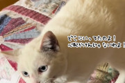 1週間の外出から戻った飼い主に対する猫の反応が愛情に満ちていた（要音声）
