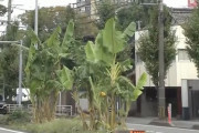 男性「市道に勝手にバナナ植えたろｗ」 → 立派に育った結果、市を巻き込むとんでもないことになるｗｗｗｗｗ