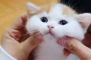 【画像】俺「よーしよし」ﾑﾆﾑﾆﾑﾆﾑﾆ　両頬をムニムニされてる猫「(´・ω・｀)」
