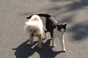 ネコと目が見えない犬はとっても仲良しだった。２匹でいっしょに散歩する → いつもこんな感じ…