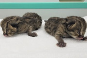 【愛知】ツシマヤマネコ2匹誕生　名古屋・東山動植物園