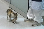「この子を助けて」猫の聖地トルコで、母猫が我が子を人間の病院に連れてきた。病院スタッフも緊急対応