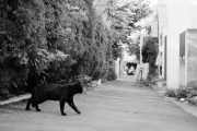 【ねこ画像】白黒ねこ写真、どろぼうねこ ほか