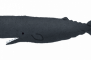 東京湾にもクジラ出現。