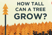 木はどこまで高く成長できるのか？　海外の反応
