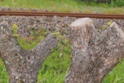 【悲報】　撮り鉄、撮影のために私有地の木を勝手に切ってしまう・・・
