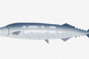 サンマの刺身って食べたいよな？