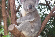 研究者「コアラが16時間ぶっ通しで寝るのおかしい。あいつらユーカリ中毒だわ」
