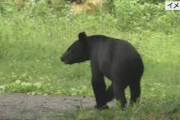 【福島】クマがパトカーと衝突…その後、猟友会による駆除