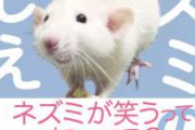 【爆笑】ネズミが歩きまわる弁当屋さん【動画】
