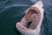 【画像】やっぱサメって怖いわ