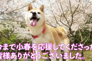 【死亡】柴犬小春ちゃん亡くなったってマ？