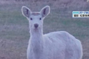 【画像】カメラに捉えられた白い毛の動物の正体は？