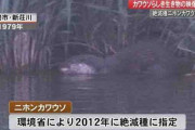 絶滅種「ニホンカワウソ」大月町で撮影？　専門家の見解は　高知