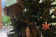 【悲報】コアラさん、民家に侵入してクリスマスツリーに登ってしまう