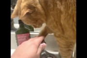 【ネコ】いつまで経っても水が飲めない猫ちゃんの動画にニヤニヤする。