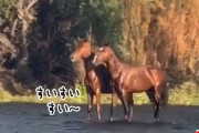 いつから水陸両用になったのだ？馬が水上を移動している驚きの映像の真相は？