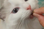 【画像】うちの猫、私が見ててあげないとご飯食べないのなんでなん